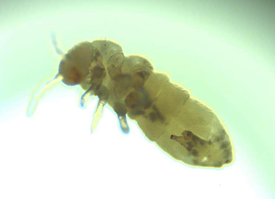 Chvostoskoci (Collembola) Půdní živočichové