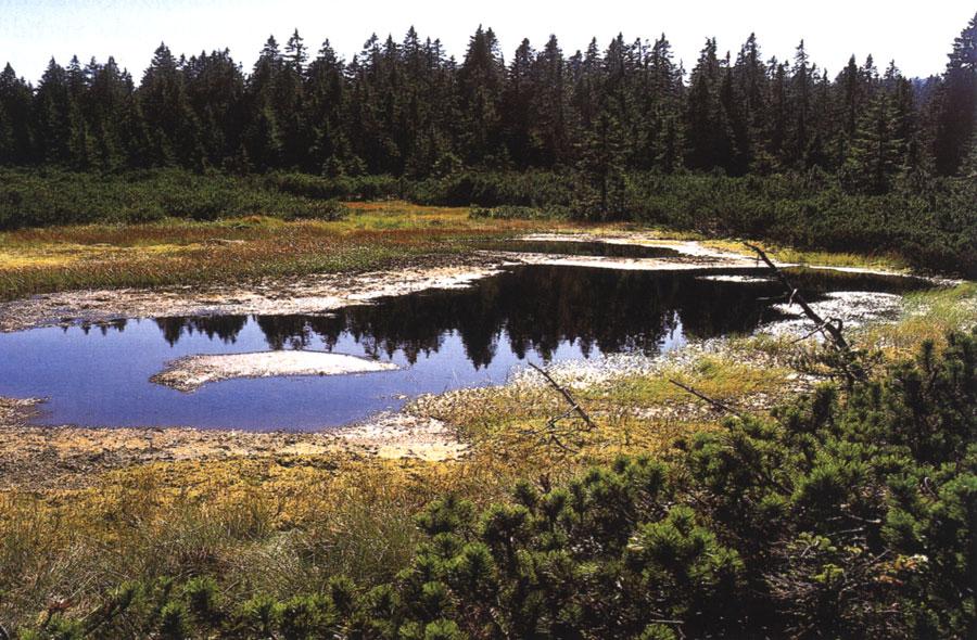 62), nyní největší přirozené jezero v ČR, hostí jedinou lokalitu submerzní plavuňovité rostliny šídlatky jezerní (Isoëtes lacustris) v ČR. Foto M.