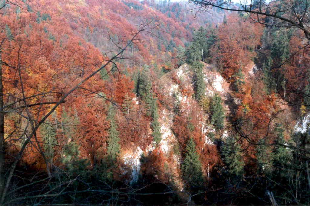 4UA (Výrazná údolí ve vápencích 4. v.s.) hostí celou škálu kalcifilních geobiocénů včetně náznaků dealpinských borů.
