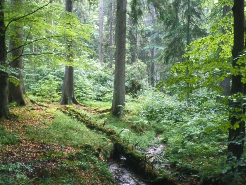 Dřevinné patro koloběh dendromasy v