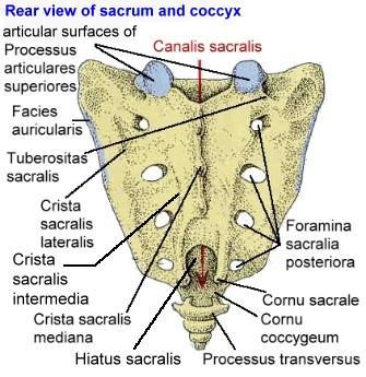 ANATOMIE kost křížová a kostrč jsou tvořeny fůzí osmi obratlů (pěti sakrálních a tří kokcygeálních) nekompletní fůzí vzniká přirozený defekt v dolní části etáže S4 a celé etáže S5 - hiatus sacralis