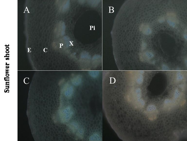 3. BIOIDIKACE ZNEČIŠTĚNÍ TĚŽKÝMI KOVY POMOCÍ ROSTLIN anatomické a morfologické změny KRIZKOVA, S.; RYANT, P.
