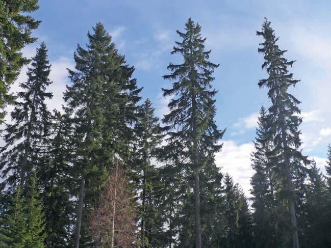 K určité selekci potenciálně strestolerantních smrků dochází již při výběru elitních stromů (obr. 3) pro sběr osiva (rodičů rodin).