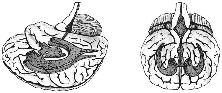 2 Mozkové obaly povrch mozku krevní céva šedá hmota mozková (mozková kůra) subarachnoideální prostor (obsahuje