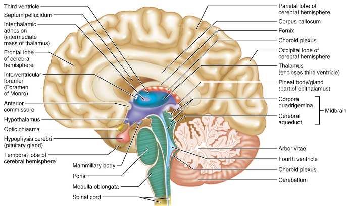 Metathalamus je úsek thalamu uložený vzadu pod pulvinarem a zapojený do specifického smyslového čití, zrakového a sluchového. [1] Subthalamus je uložen pod thalamem, k jeho jádrům patří ncl.