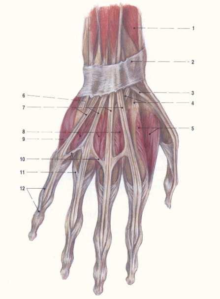 Kapitola 1 Anatomie lidské ruky Obrázek 1.1: Anatomie zápěstního kloubu 1.