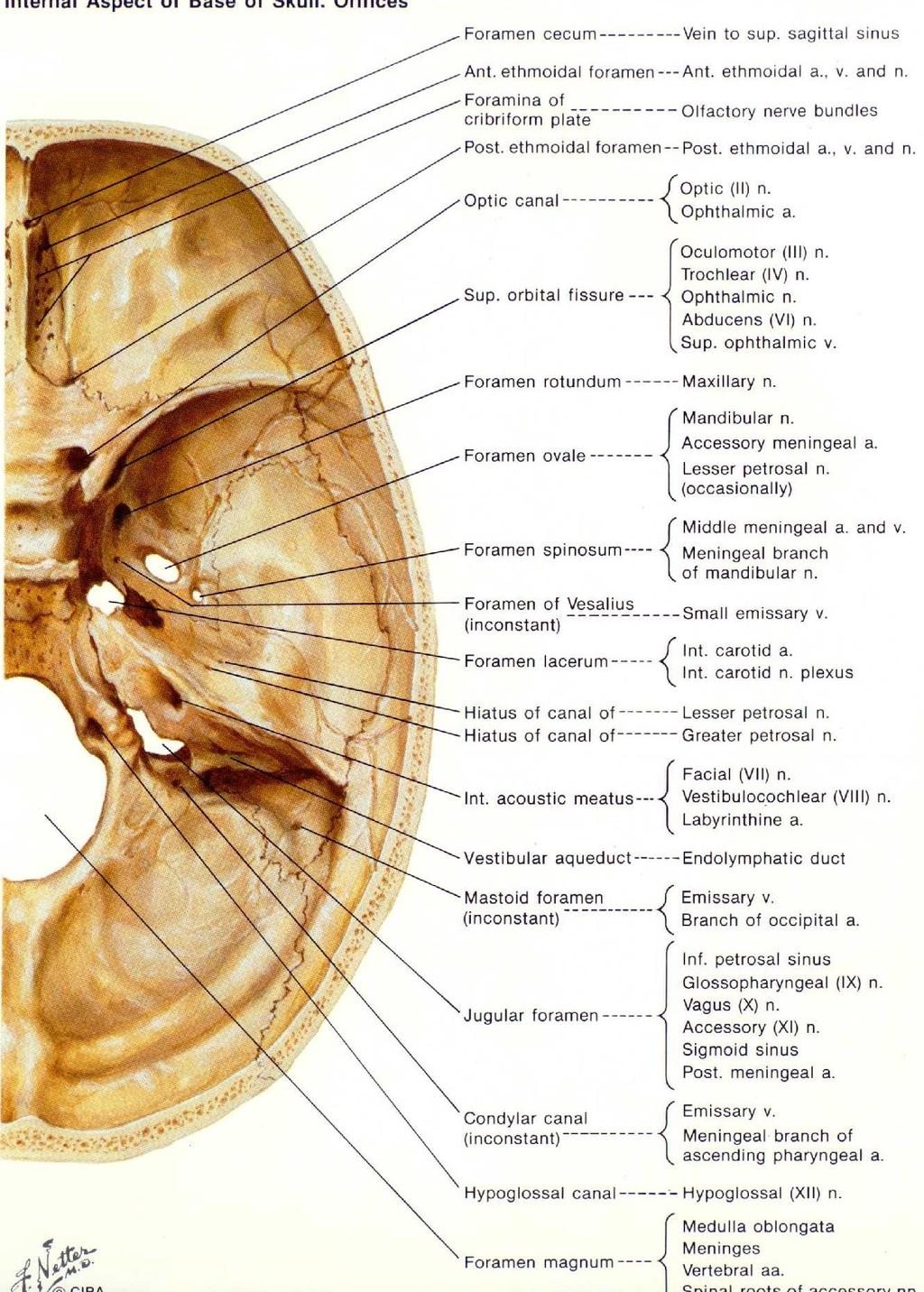 Baze lební Os occipitale f.magnum - XI.,mícha,AV can.hypogl. - XII. Os temporale f.