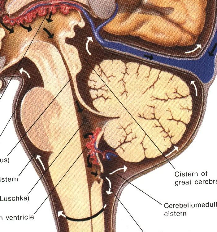 Likvorové prostory Cisterny Zadní jáma medulární - před míchou