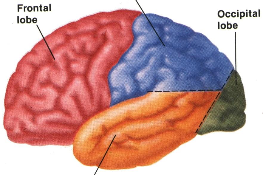 Mozkové laloky Sulcus centralis -