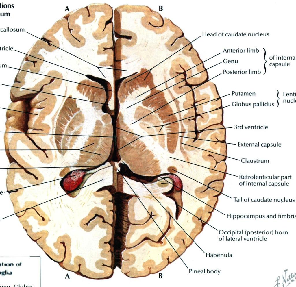 Bazální ganglia Corpus striatum claustrum