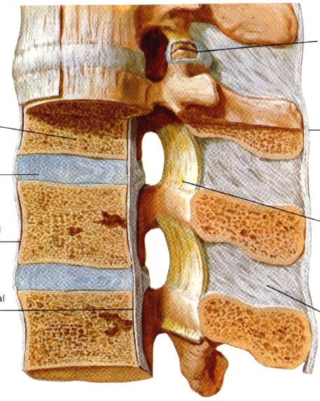 Anatomie - ploténky a vazy disk - ncl.