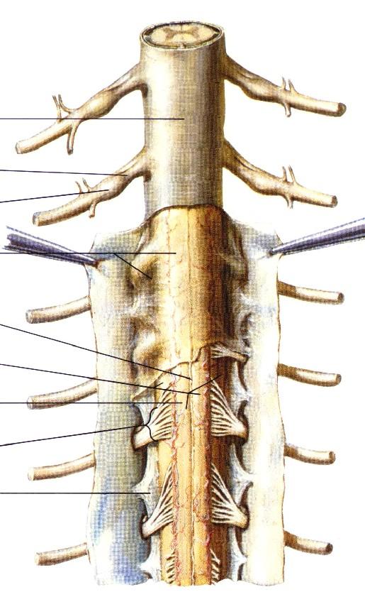 meningy - dura mater - epidur.prostor - pia mater - subarach.=mok - lig.