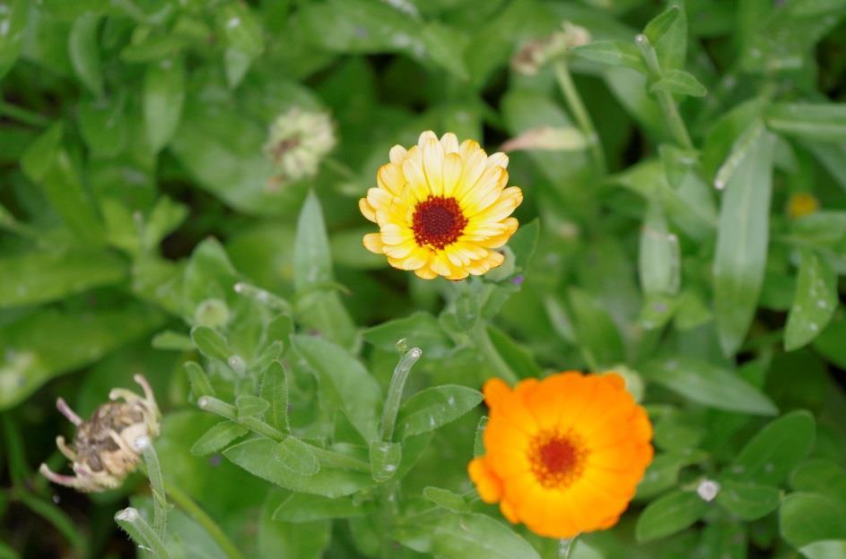 Měsíček lékařský (Calendula officinalis) Rozšíření: Pochází ze Středomoří. Pěstuje se v celé Evropě. U nás roste téměř na všech zahradách. Popis: Je jednoletá bylina, až 50 centimetrů vysoká.
