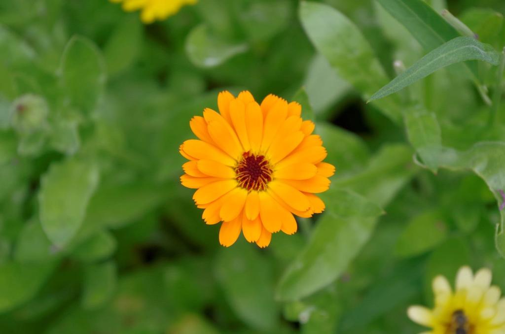 Měsíček lékařský (Calendula