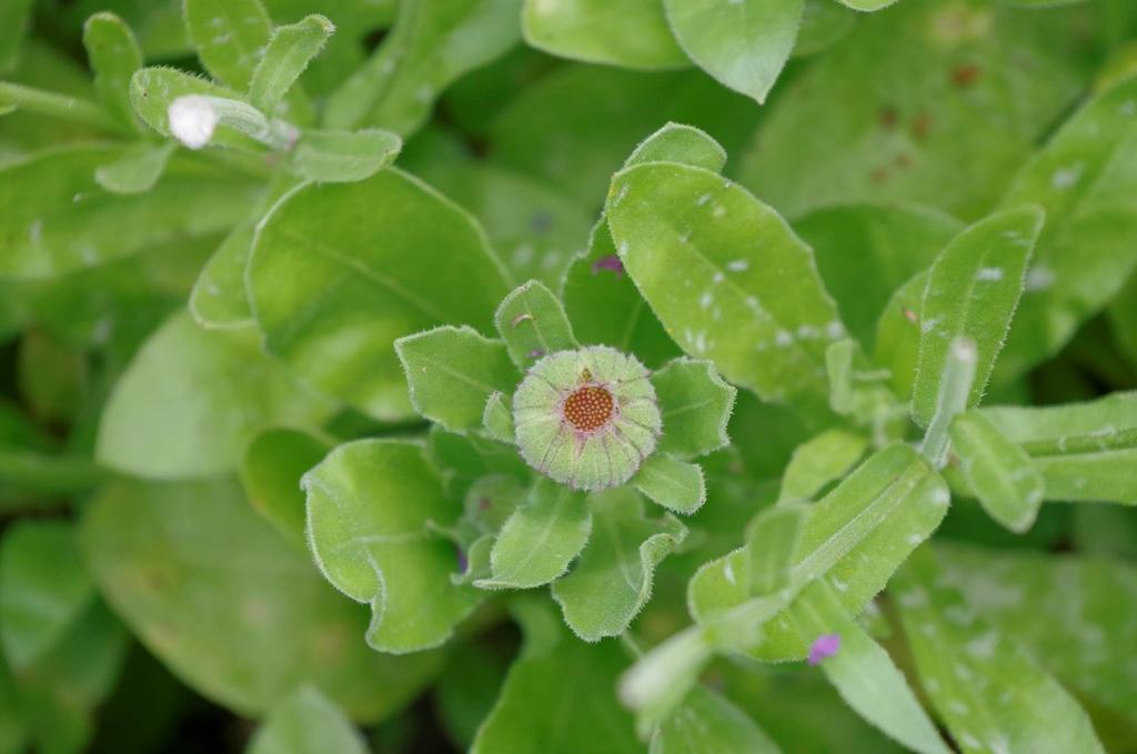 Měsíček lékařský (Calendula