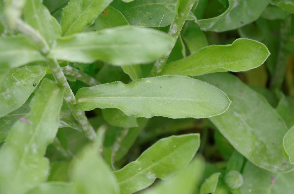 Měsíček lékařský (Calendula