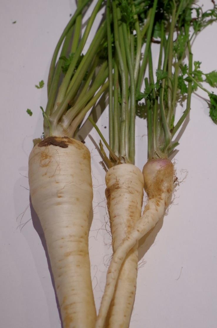 crispum) Zdroj: