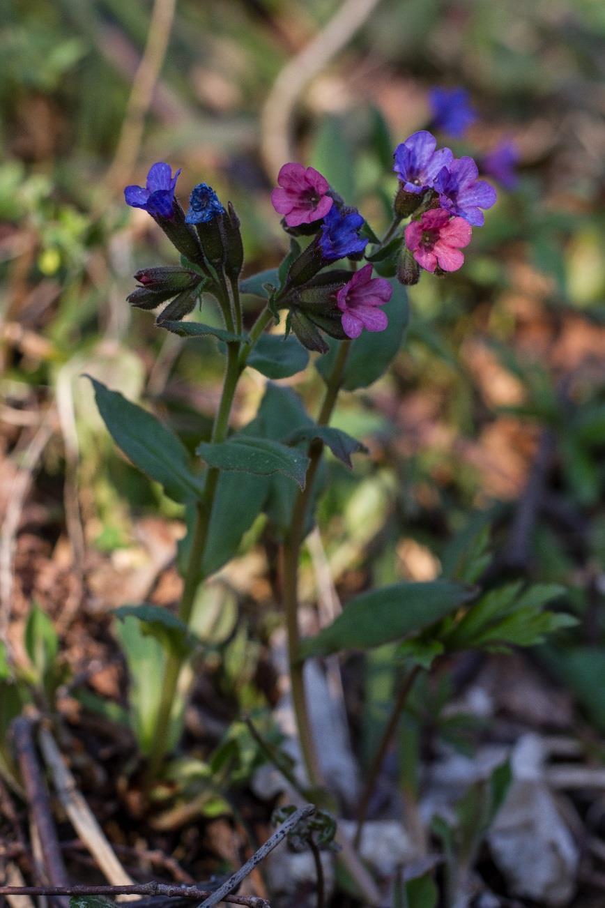 Plicník lékařský (Pulmonaria officinalis) Obsahové látky: Kyselina křemičitá Slizové látky Saponiny Vit.