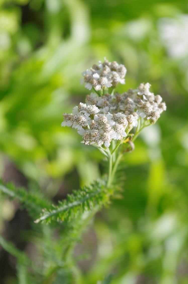 millefolium) Zdroj: