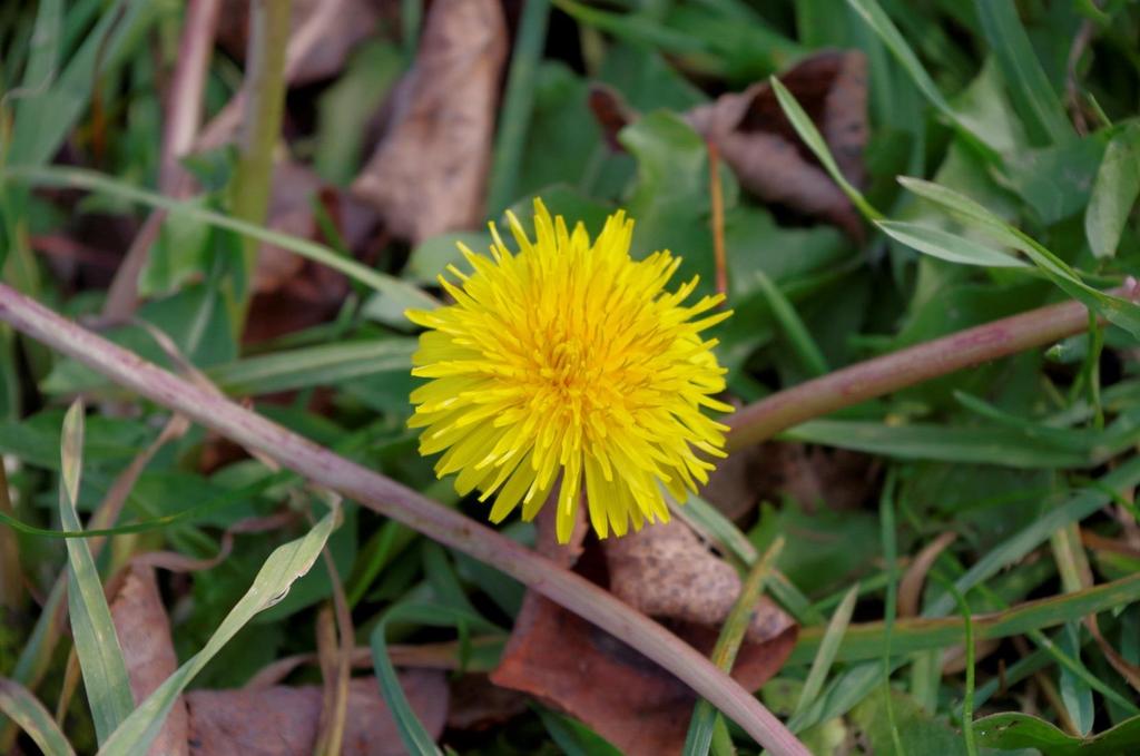 Smetánka lékařská (Taraxacum