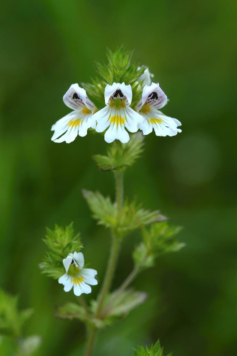 Světlík lékařský (Euphrasia officinalis) Obsahové látky: Glykosidy Silice Flavonoidy Vit. C Provit.