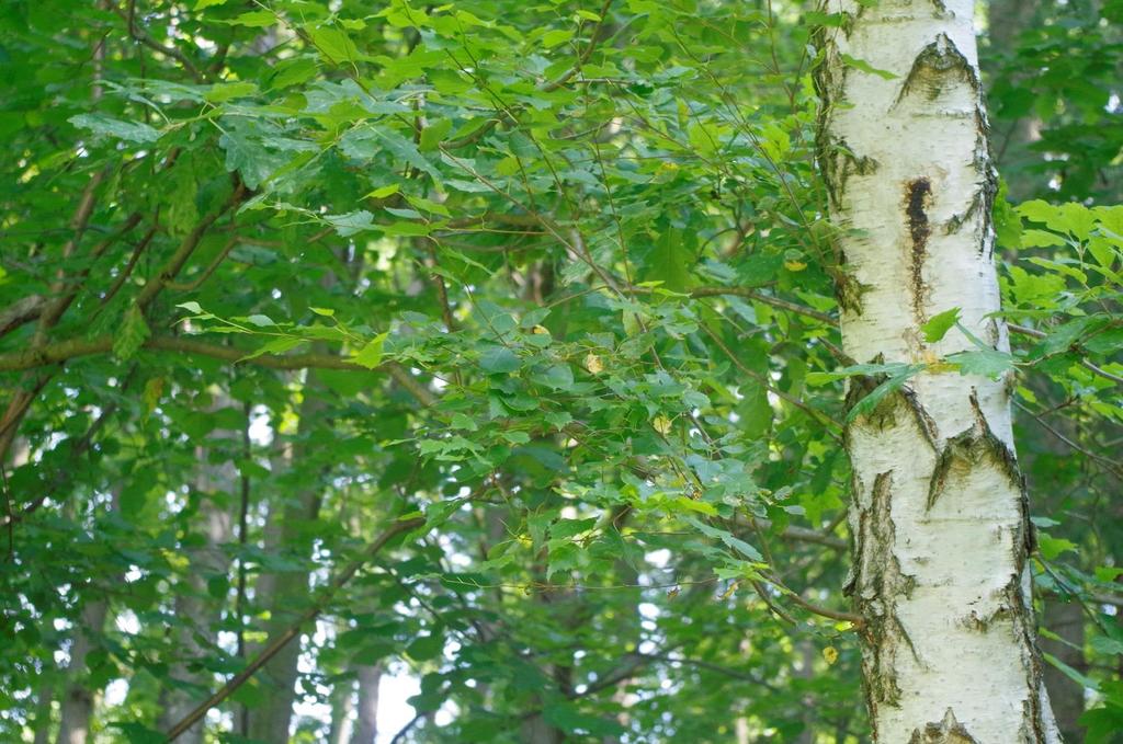 Bříza bělokorá (Betula