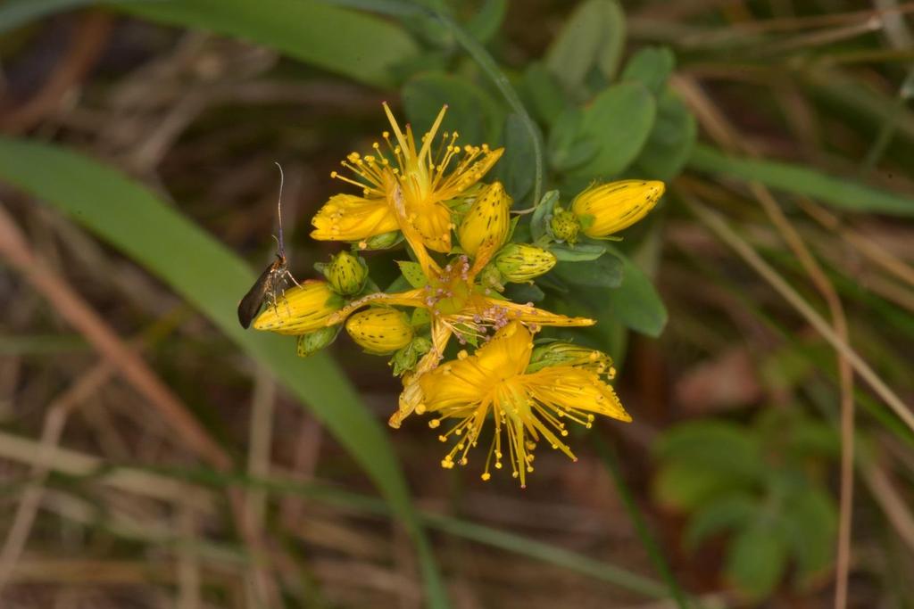 Třezalka tečkovaná (Hypericum
