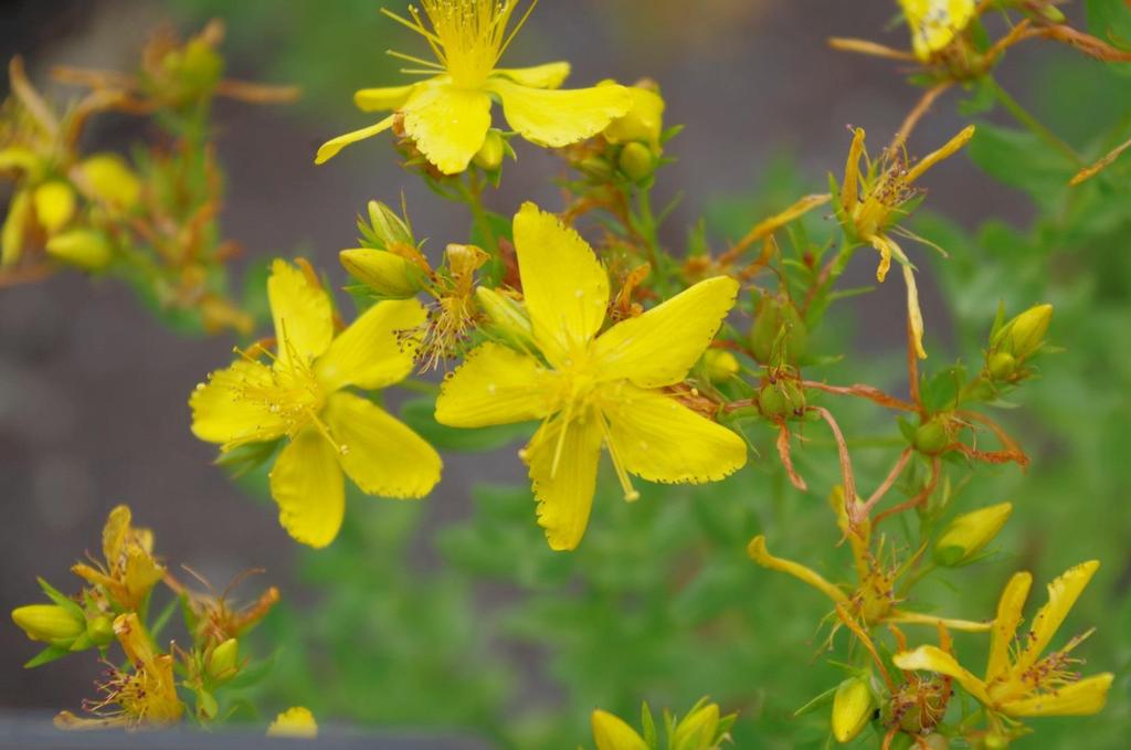 Třezalka tečkovaná (Hypericum