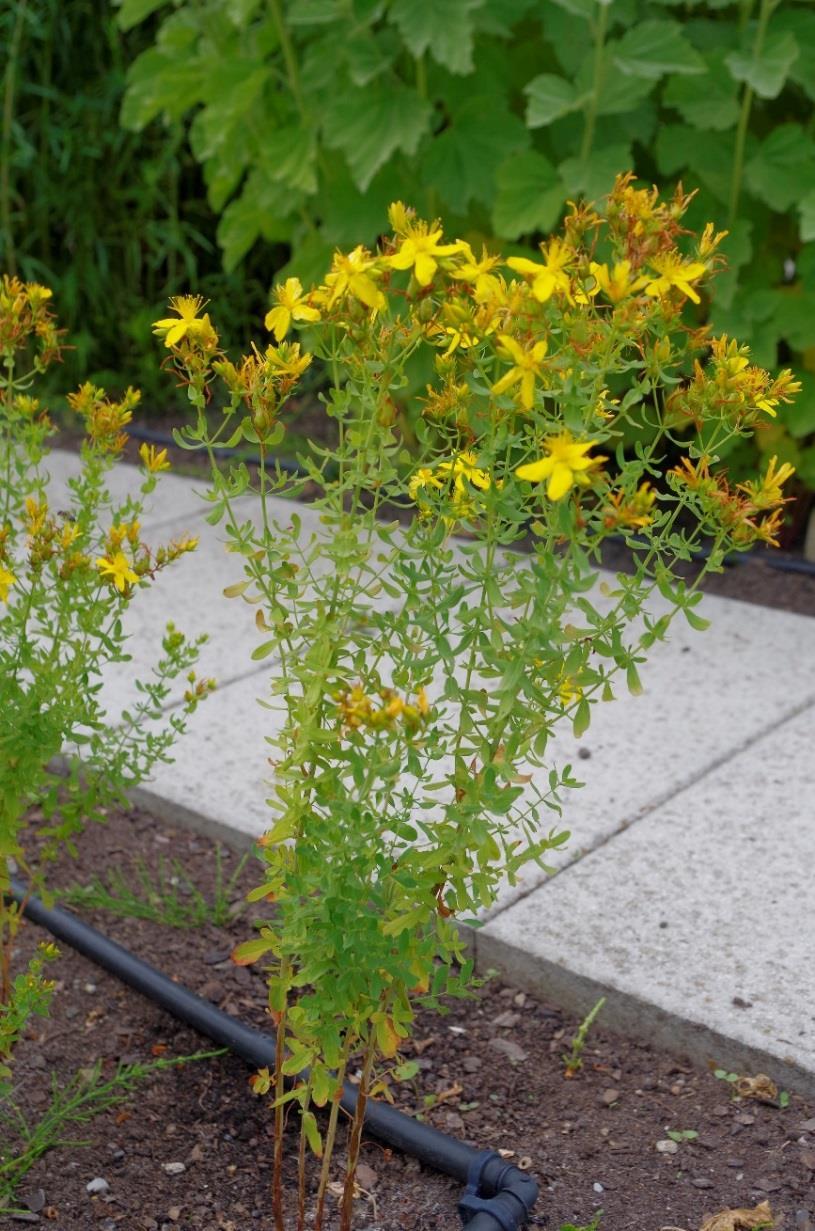 Třezalka tečkovaná (Hypericum perforatum) Obsahové látky: Naftodantrony Floroglucinoly Flavonoidy Xanthony Třísloviny Procyanidy Esenciální oleje Léčivá část: Nať Využití u zvířat: Užívá se u koní na