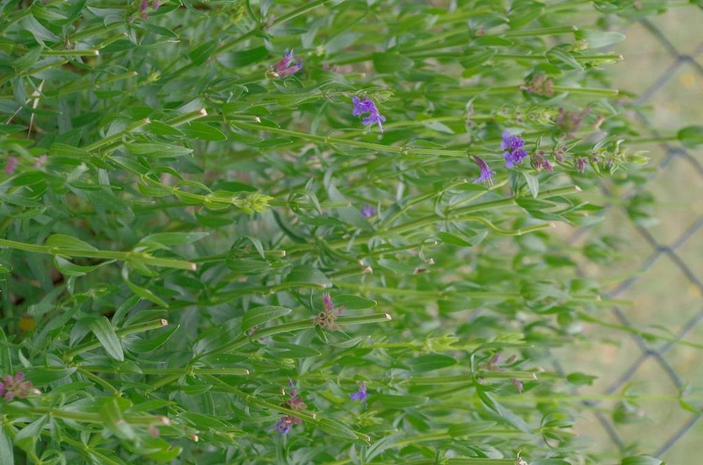 Yzop lékařský (Hyssopus officinalis) Působí proti pocení, posiluje žaludek, povzbuzuje chuť k jídlu a napomáhá trávení Má antiseptické