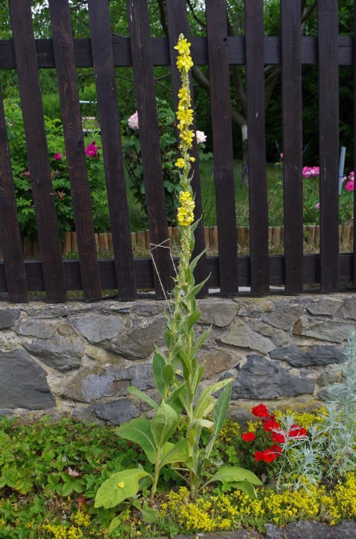 Divizna velkokvětá (Verbascum densiflorum) Obsahové látky: Saponiny Sliz Silice Cukry Třísloviny Flavonoidy Léčivá část: Květ (pouze koruna) Využití u zvířat: Užívá se u koní do bylinných směsí na