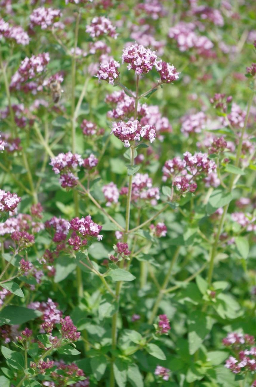 Dobromysl obecná (Origanum vulgare) Obsahové látky: Silice (thymol a karvakrol) Třísloviny Hořčiny Tanin Těkavé oleje Gumopryskyřice Antioxidanty Léčivá část: Nať Využití u zvířat: Používá se do