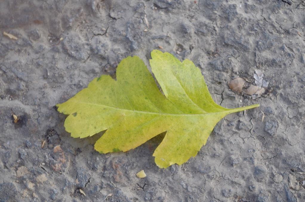 Hloh obecný (Crataegus oxyacantha) Obsahové látky: Triterpenové kyseliny Flavonoidy Antokyany Pektiny Saponiny Třísloviny Karoteny Sacharidy Vit.