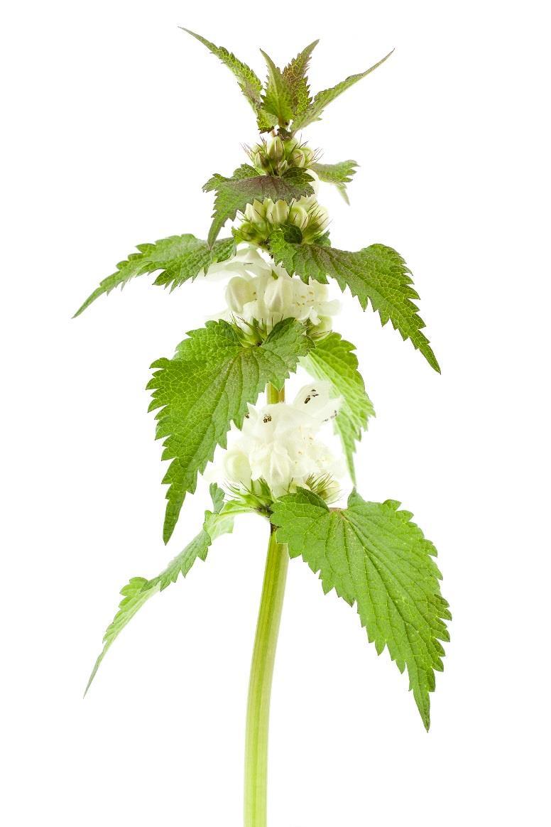 Hluchavka bílá (Lamium album) Obsahové látky: Saponiny Třísloviny Silice Glykosidy Cholin Histamin Aminy Minerály Stopové prvky Léčivá část: Květ (květní koruny)