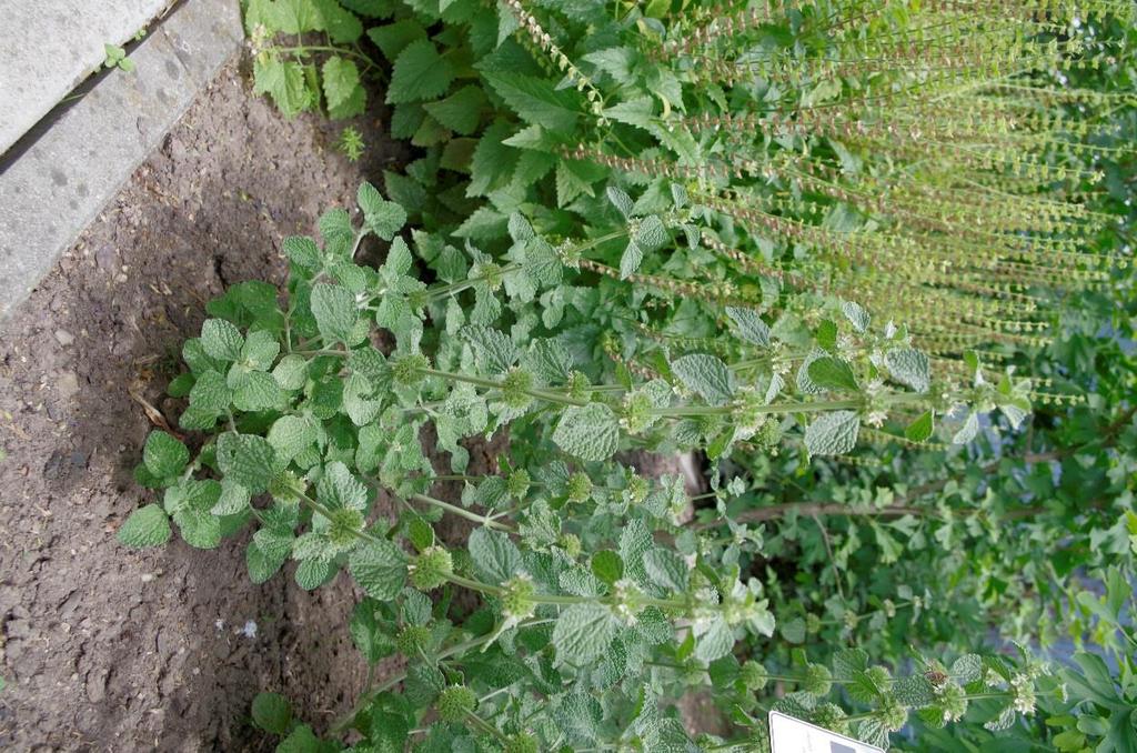 Jablečník obecný (Marrubium vulgare) Droga: kvetoucí nať Účinek: ovlivňuje funkci hlavních orgánových okruhů-dýchací cesty, srdce, cévy,