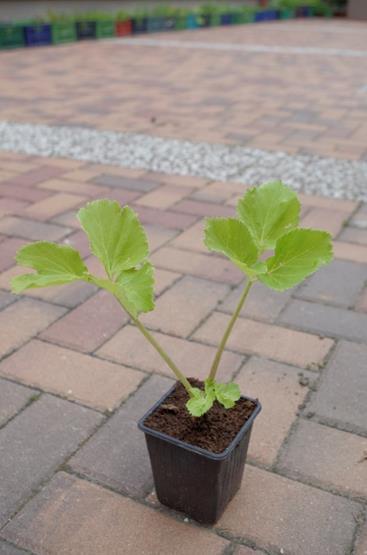 Andělika lékařská (Archangelica officinalis) Rozšíření: Eurasijský druh. U nás ve vyšších polohách, na pasekách a u lesních potoků. Vyžaduje hluboké, humusem zásobené půdy s dostatkem vláhy.