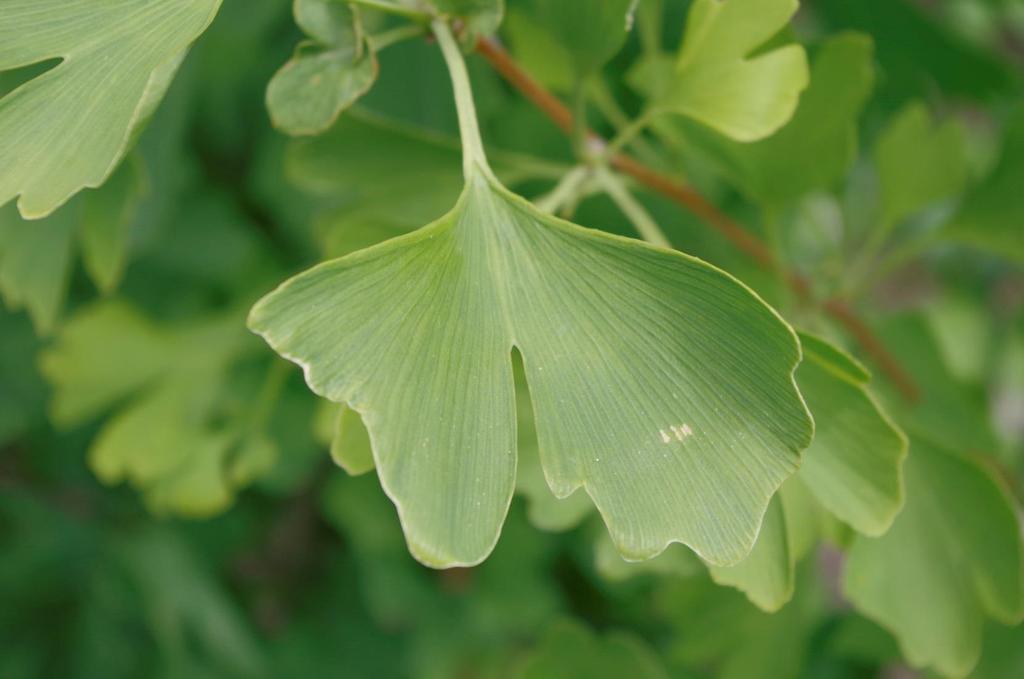 Jinan dvoulaločný (Ginko