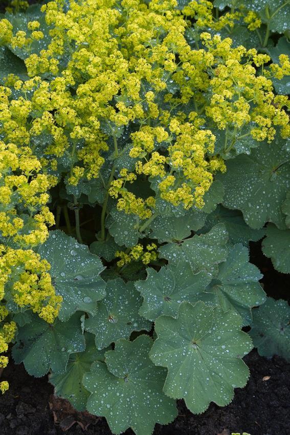 Kontryhel obecný (Alchemilla vulgaris) Rozšíření: Je rozšířen po celé Evropě. U nás roste velmi hojně a to na loukách, travnatých plochách, v horských a podhorských oblastech.