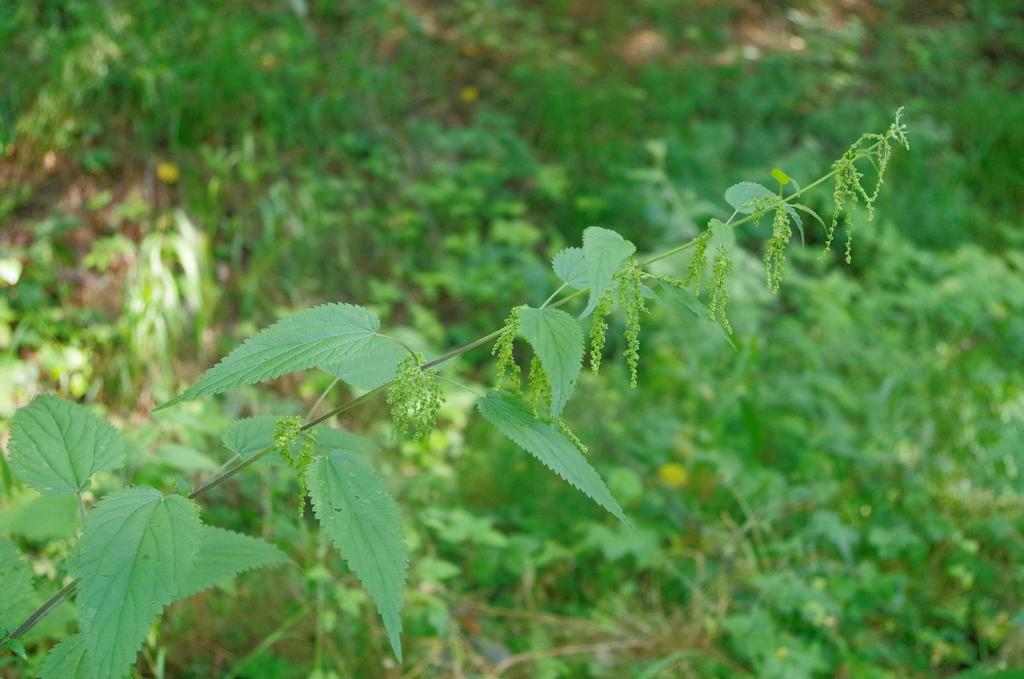 Kopřiva dvoudomá (Urtica