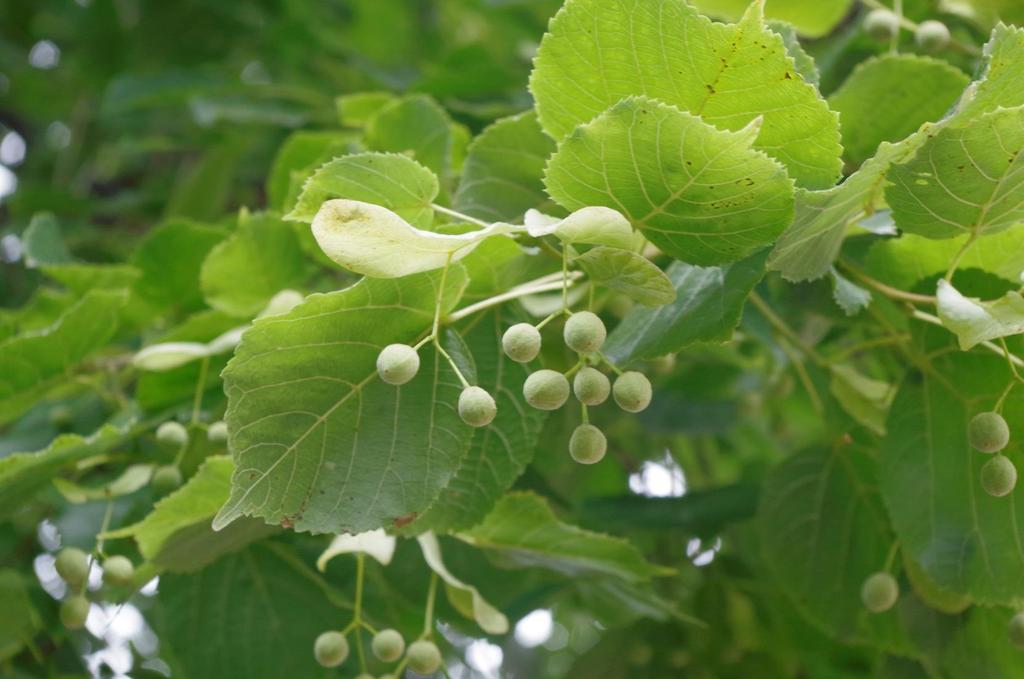 Lípa obecná (Tilia x