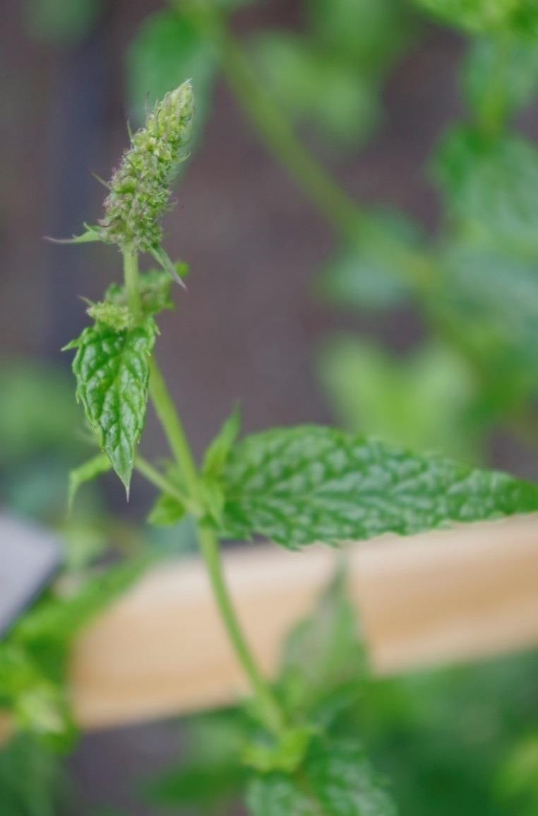 Máta peprná (Mentha x piperita) Obsahové látky: Silice (mentol) Třísloviny Hořčiny Flavonoidy Kyselina octová Léčivá část: List Nať Využití u zvířat: Užívá se u koní proti kašli, na zlepšení funkce