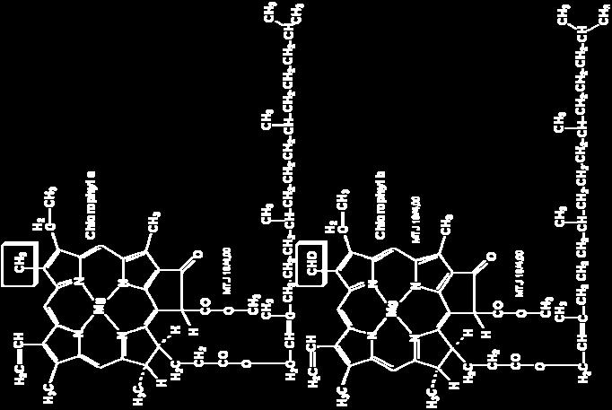 (vit.a) a