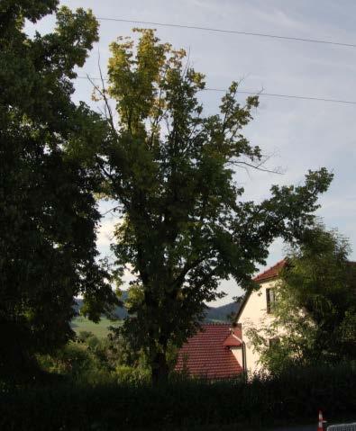 Safety pruning