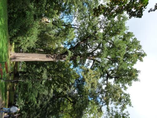Each tree -