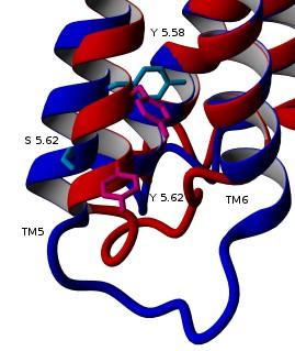 Obrázek 4. Intracelulární oblasti M2 a M3 receptorů určující selektivitu spřahování s G-proteiny.
