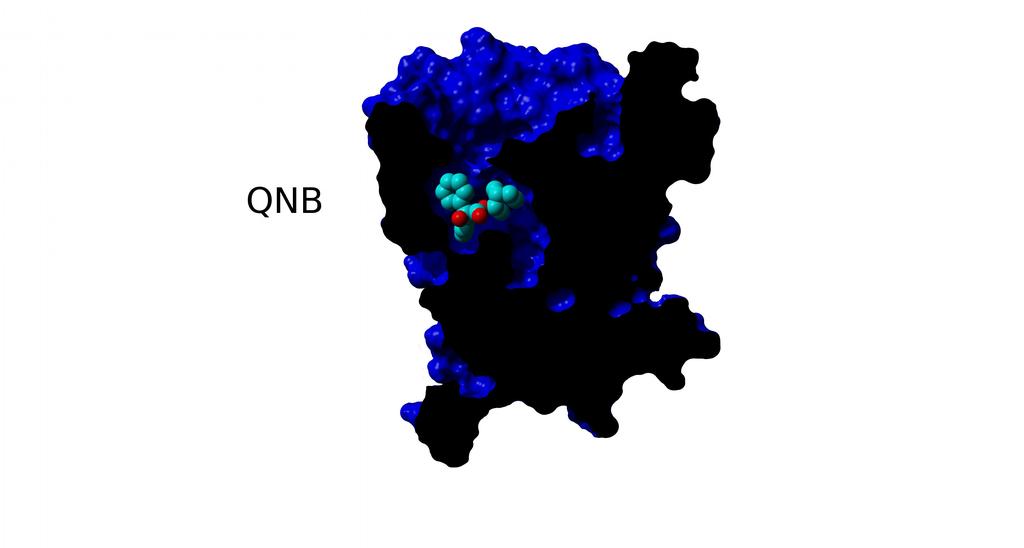 aktivního stavu velké změny v ortosterickém vazebném místě /Kruse a spol, 2013/. Ortosterické vazebné místo se zmenší a úplně pohltí agonistu a oddělí ho od solventu (Obrázek 5 vpravo).