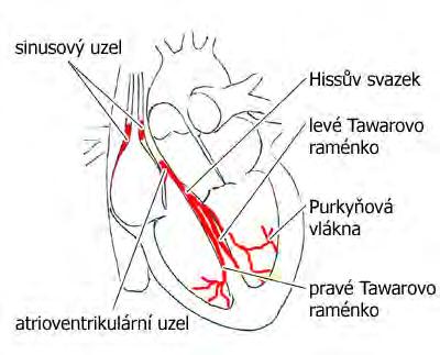 2 EKG signál 2.1 Vznik EKG signálu Elektrokardiogram je nejčastěji snímaný signál v medicíně.