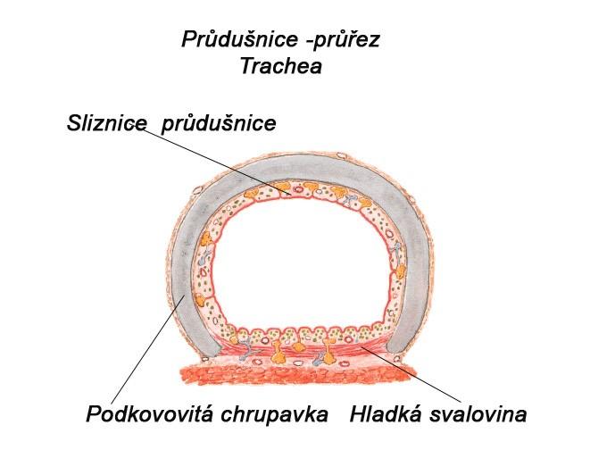 v průdušnici tvořena epitelem s če