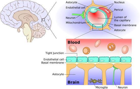 HEMATOENCEFALICKÁ BARIÉRA (HEB) adenohypofýza +