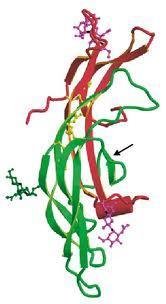 FOLIKULY-STIMULUJÍCÍ HORMON (FSH) A LUTEINIZAČNÍ HORMON (LH) Hypothalamus: GnRH ( gonadotropin-releasing hormone ) Adenohypofýza: FSH LH